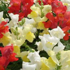 Snapshot™ Citrus Mixture Snapdragon