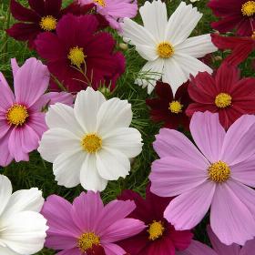 Sonata™ Complete Mixture Cosmos