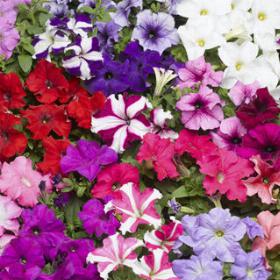 Petunia TriTunia™ Mix