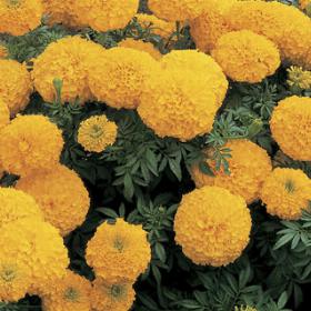 Inca II™ Gold