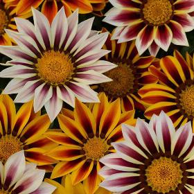 New Day® Tiger Mixture Gazania