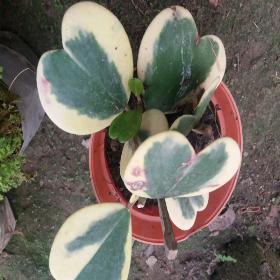 Hoya Love